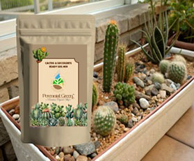 Cactus & Succulents